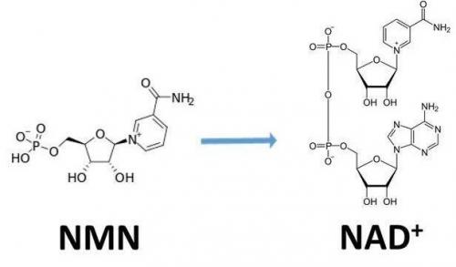 從生物學(xué)角度看NMN:為何能延緩衰老和提高免疫力？